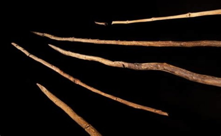 300,000-Year-Old 'Throwing Sticks' Discovered In Germany