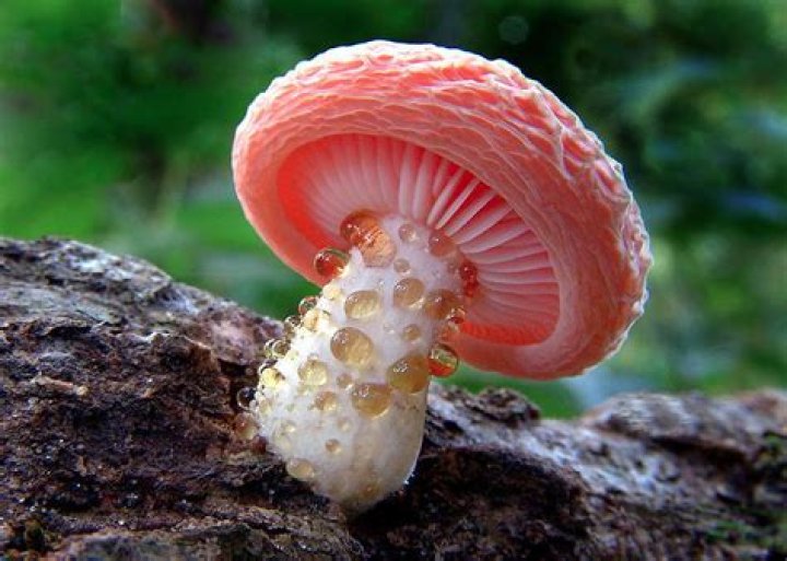 31 Photos Of The World's Coolest Mushrooms