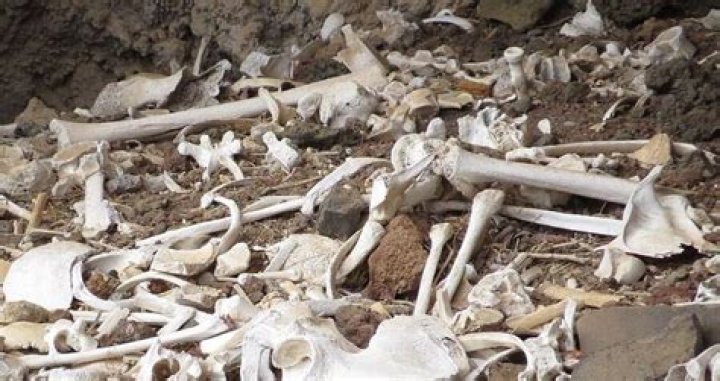 72 Skeletons And Mummies Found In Ancient Guanche Cave Tomb