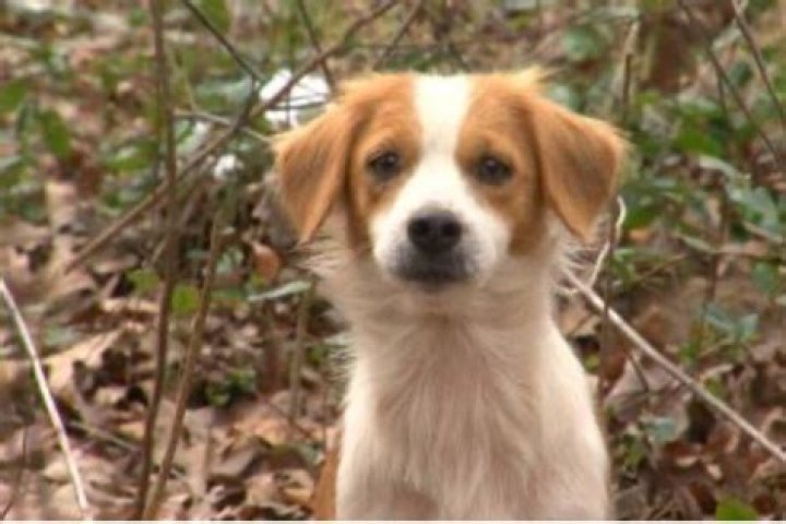 9 Disturbing Stories Of Pets That Killed Their Owners