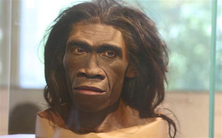 Anthropologist Believes A 'Hobbit' Species Still Exists In Indonesia