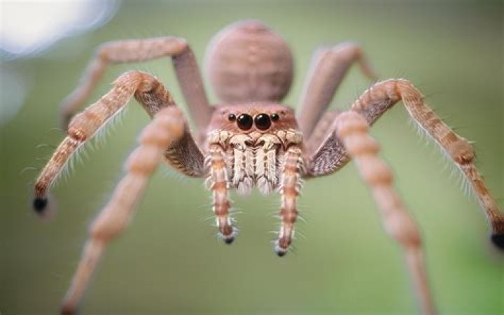 As If They Weren't Bad Enough, Scientists Find That Spiders Used To Have Tails
