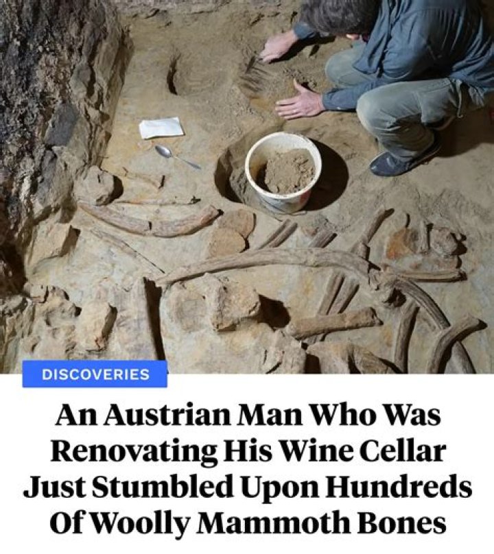 Austrian Man Renovating Wine Cellar Finds Mammoth Bones
