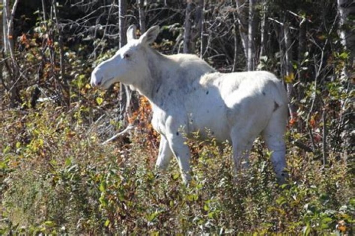 Canada's First Nations Mourn White 'Spirit Moose' Killed By Hunters