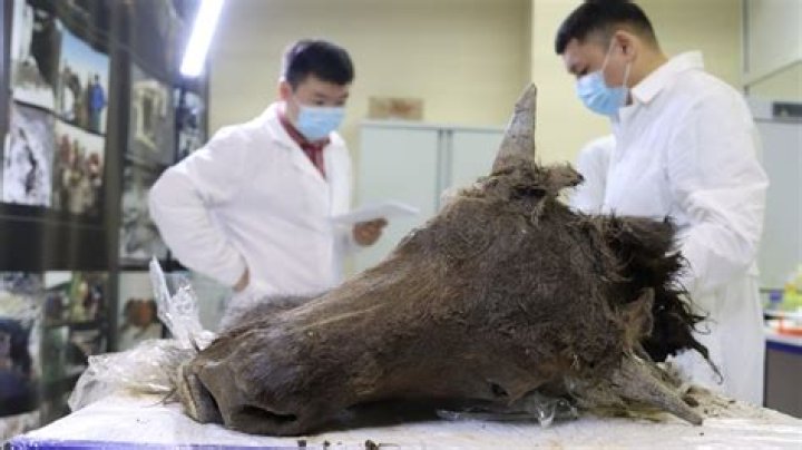Chinese Pet Owner Pays $35,000 To Clone His Dead Cat