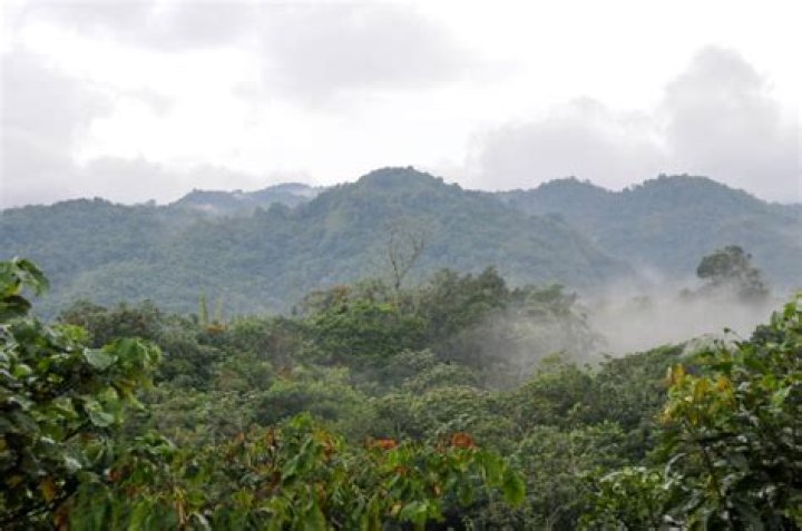 Demystifying The Wonder Behind The Tropical Cloud Forest