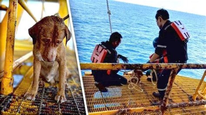 Dog Found Swimming 135 Miles Offshore In Gulf Of Thailand