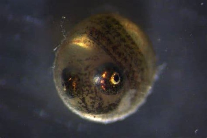 Fish Egg Survives And Hatches After A Swan Ate It And Pooped It Out