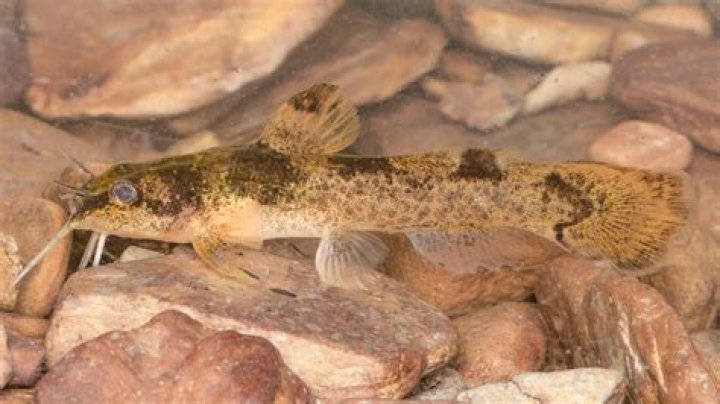 "Jackass"-Inspired Dutchman Gets Venomous Catfish Stuck In His Throat