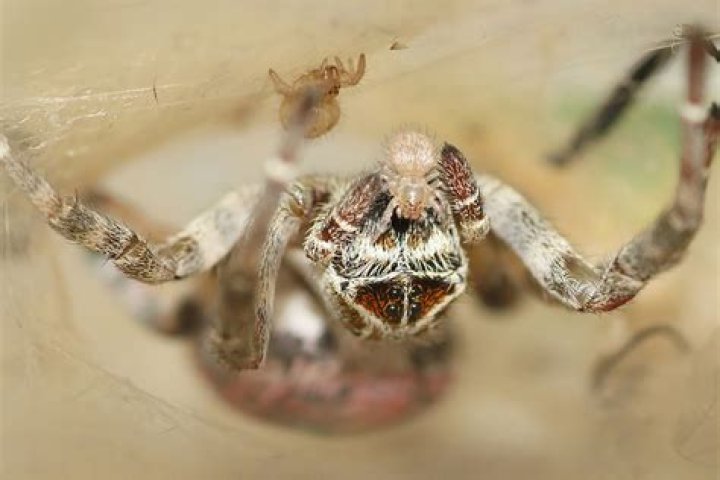 Jumping Spider Mom Found To Nurse Her Spider Babies With Milk