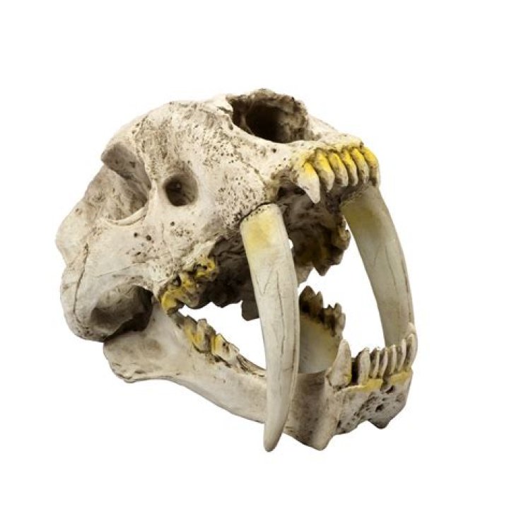 Massive Saber-Toothed Tiger Skull Shows Just How Big They Could Get
