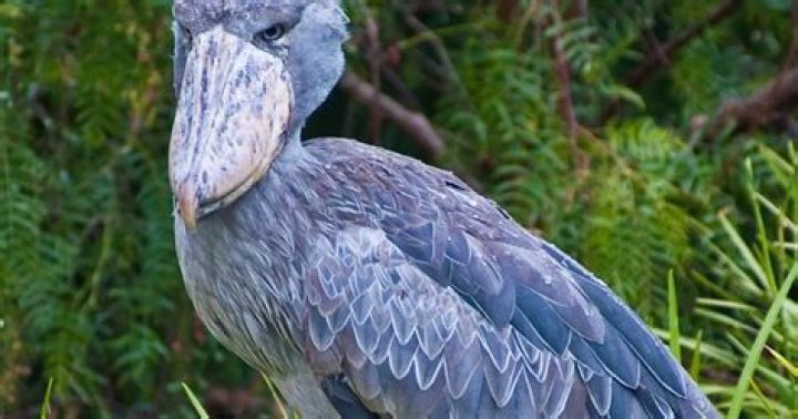 Meet The Shoebill, The Terrifying Bird Of Prey With A 7-Inch Beak