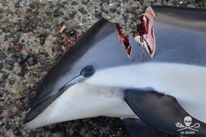 Nearly 300 Whales And Dolphins Slaughtered In Annual Whaling Custom