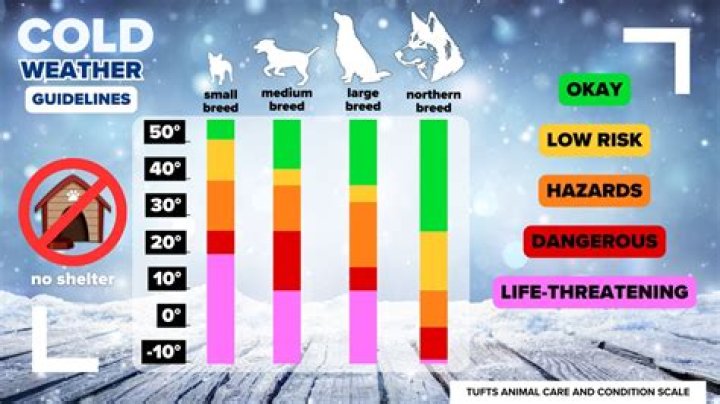 New Law Says Jail Time For Owners Who Leave Dogs Out In Cold