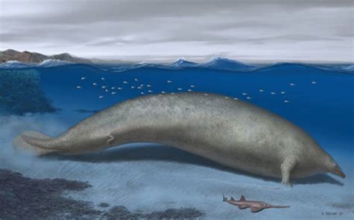 Newly Discovered Whale May Have Been Heaviest Animal Ever