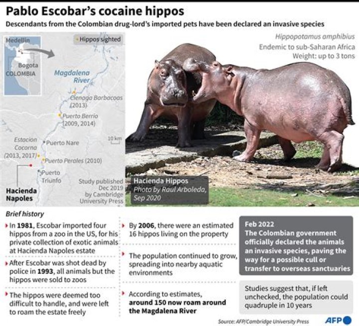Pablo Escobar's Cocaine Hippos Are Wreaking Havoc In Colombia