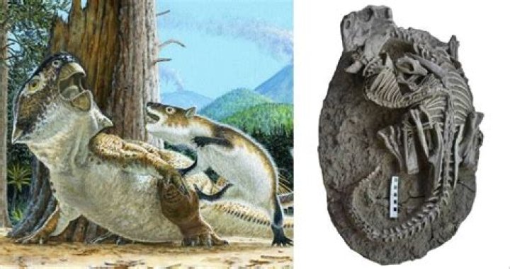 Prehistoric Fossil Shows Mammal And Dinosaur In Mortal Combat