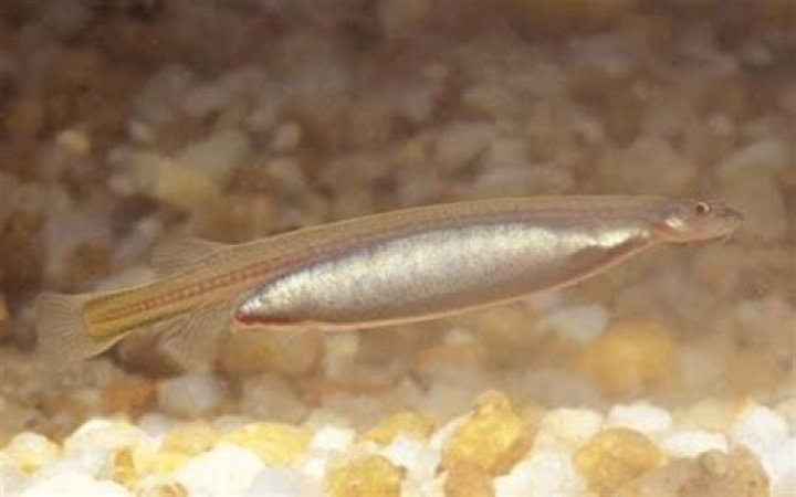 The Amazonian Fish That Can Swim Up Your Urethra