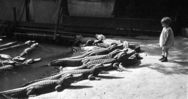 The California Alligator Farm, Where Humans And Gators Played Together