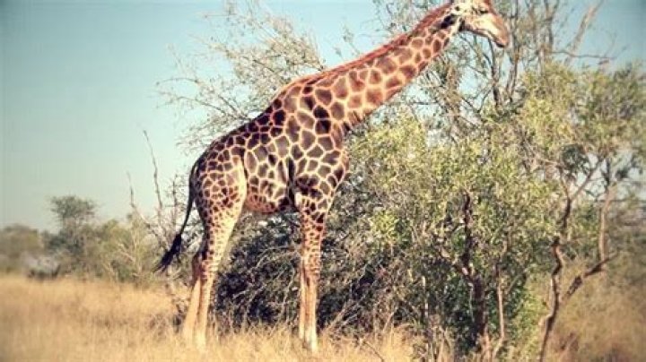 Trophy Hunter Killed Rare Black Giraffe, Turned It Into Throw Pillows