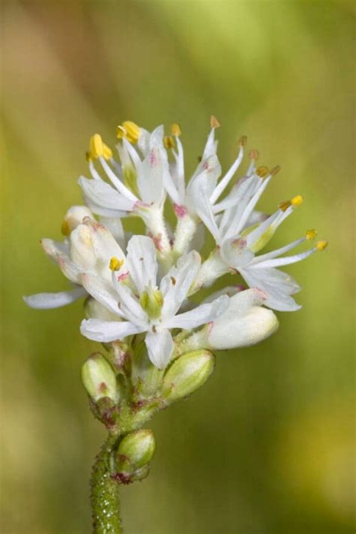 Western False Asphodel Wildflower Found To Be Carnivorous