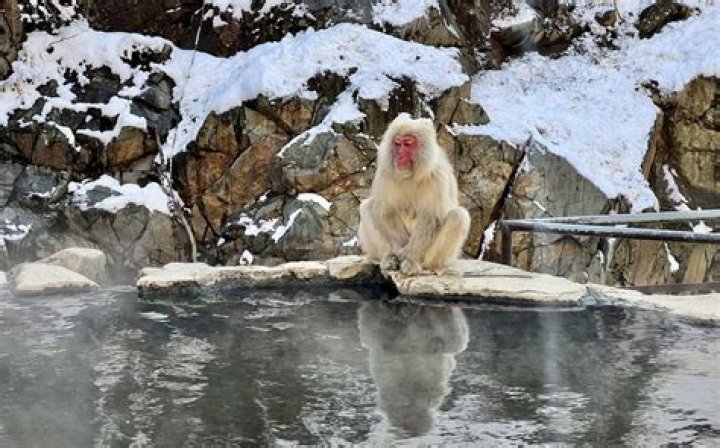 Where Snow Monkeys Go To Hot Tub In Japan